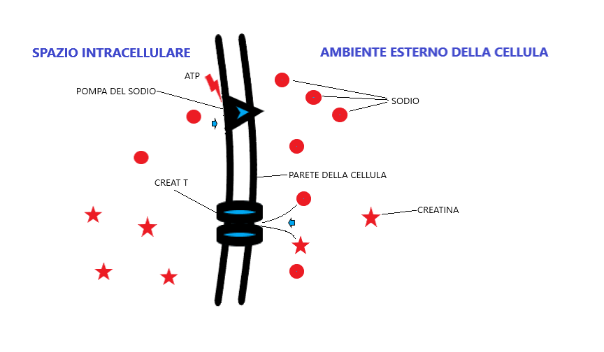 creatina